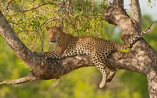 Обои Leopard in tree, хищник, леопард, животное