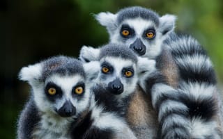 Картинка lemur monkey family, лемур, трое, животные, лемуры