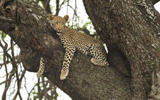 Обои Leopard in tree, леопард, хищник, животное