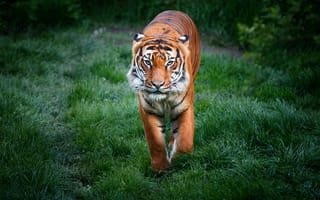 Картинка Bengal Tigers, хищник, тигры, лапы, животное, грациозная походка, тигр, трава