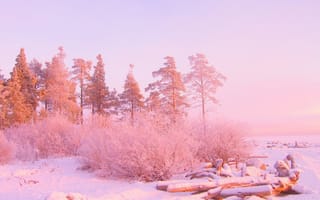 Картинка снег, сугробы, восходы, закаты, деревья, зима