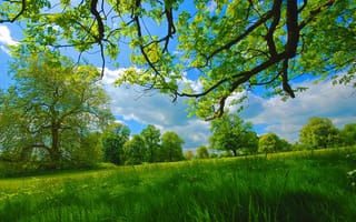 Картинка поле, трава, лето, деревья, природа, весна