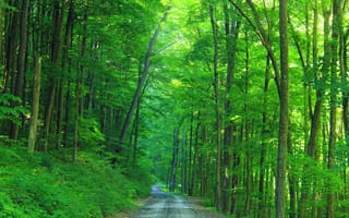 Картинка дорога, деревья, пейзаж, лес