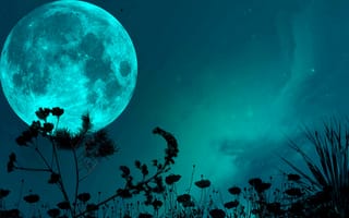 Картинка Луна, трава, ночь, небо, тень, звезды