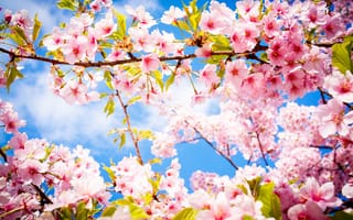 Картинка цветение, весна, Ветка, Сакура