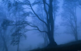 Картинка UltraHD, туман, природа
