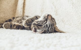 Картинка Спящий кот на диване