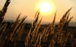 Картинка Пшеница на закате дня