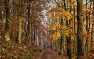 Картинка Осенняя лесная дорога среди деревьев и листопада