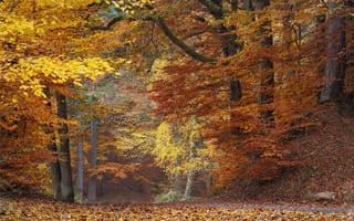 Картинка Осенний парк с красивыми деревьями