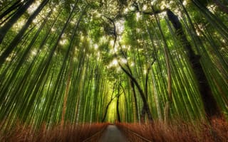 Картинка бамбук, пейзаж, лес