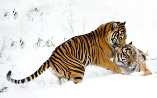Обои Два тигра дурачатся в снегу