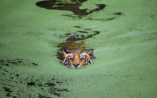 Картинка Тигр плывет по болоту