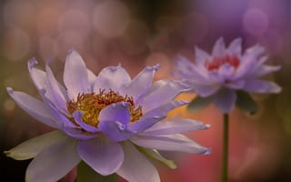 Картинка водяная лилия, макро, цветочная композиция