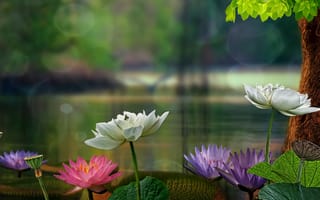 Картинка лотос, водяная лилия, лотосы