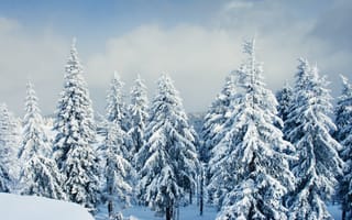 Картинка елки в снегу, зимний пейзаж, сугробы