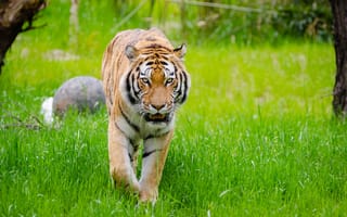 Картинка тигр, походка, хищник