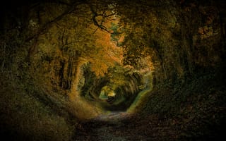 Картинка дорога, лес, тоннель