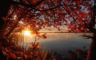 Картинка озеро, восход, дерево
