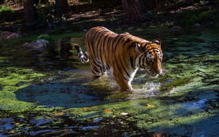 Картинка Тигр купается в заросшем пруду
