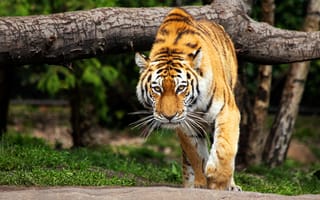 Картинка Взгляд крадущегося тигра