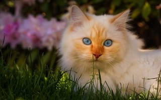 Картинка Голубоглазый котёнок с рыжими отметинами