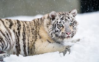Картинка лицо тигра, белый тигренок, поза