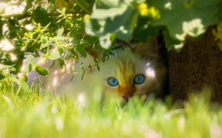 Картинка кот, лицо, листья