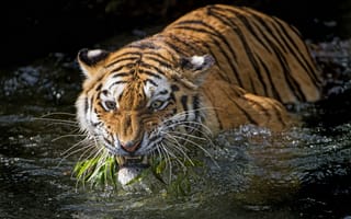 Картинка животное, тигровые тигры, природа