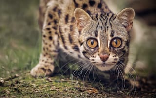 Картинка Азиатский леопардовый кот, морда, взгляд