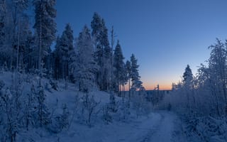 Картинка Леса Финляндии