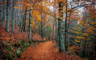 Картинка Осенняя тропа в листве