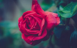 Картинка Красная одинокая роза