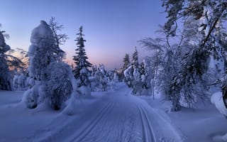 Картинка Рука, деревья, снег