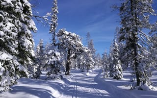 Картинка зимняя дорога, зима, лес