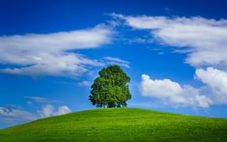 Картинка Lone Tree, трава, холм