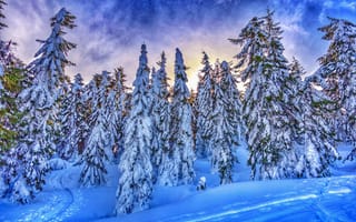 Картинка Елки зимой в Австрии