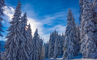 Картинка Зимний Зальцбург и елки