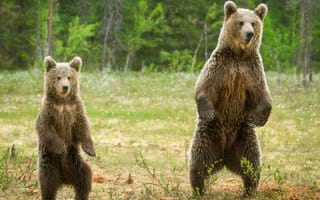 Картинка Два медведя
