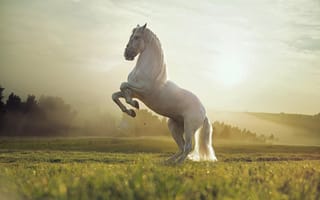 Картинка Белый конь на поле
