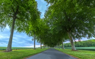 Картинка Дорога между зеленых деревьев