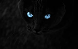 Картинка черный, кошка, черная