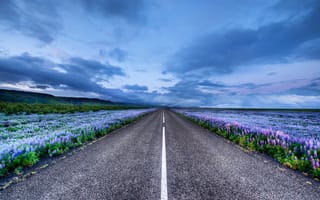 Картинка Исландия, люпиновое поле, дорога