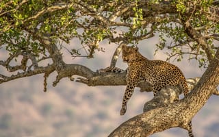 Картинка дерево, леопард, природа