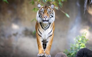 Картинка тигр, взгляд, большая кошка