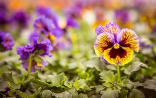 Картинка Виола, цветы, многолетнее травянистое декоративное растение