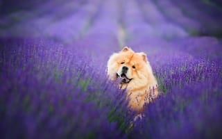 Картинка Собака в лавандовом поле