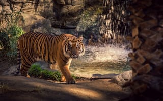 Обои тигр, водопад, зоопарк