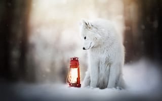 Картинка Зимний пёс с фонарем