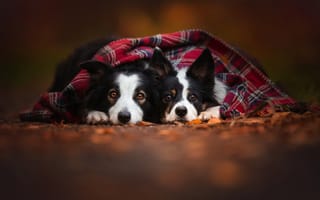 Картинка Две собаки под уютным пледом